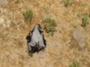 Hundreds of elephant carcasses discovered in Botswana over the last two months