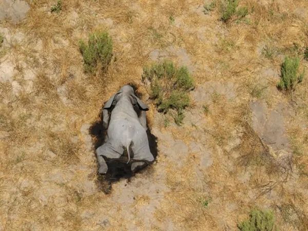 Hundreds of elephant carcasses discovered in Botswana over the last two months