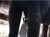 Elephant Video Little Girl Drink Elephant Milk Video Goes Viral