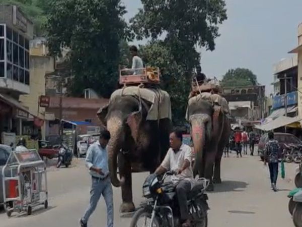 Elephant Attack on Two People Watch Viral Video