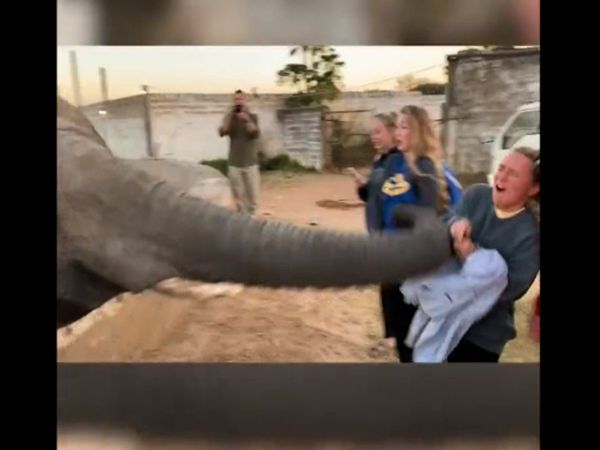 People Play With Elephant Then What Happened Watch Funny Video