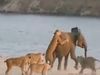 Group Of Lioness Attack on Elephant Then What Happened Watch Shocking Video