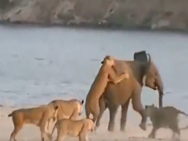 Group Of Lioness Attack on Elephant Then What Happened Watch Shocking Video