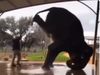 Elephant Headstand during bath Video Goes to Viral