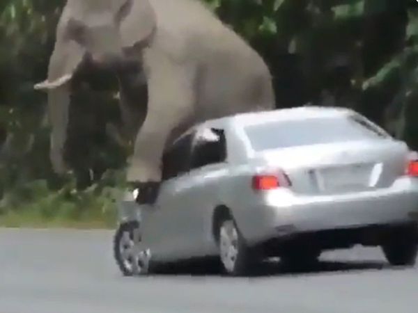 Elephant Attack on Car Then What Happened Watch Viral Video
