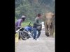 Animal Video Elephant Attack On Bikers Then what Happened watch shocking video