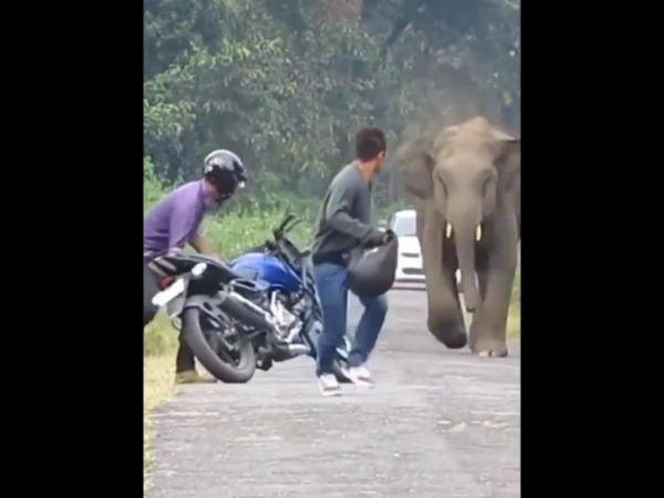 Animal Video Elephant Attack On Bikers Then what Happened watch shocking video