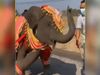 Dance Video Elephant Dance Funny Video Goes Viral