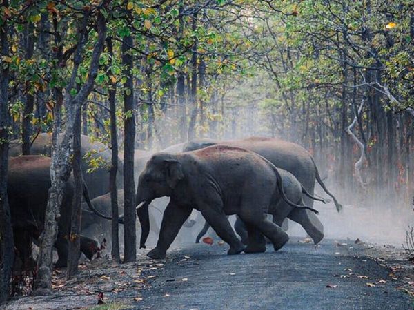 IFS Parveen Kaswan shared video elephant rescue