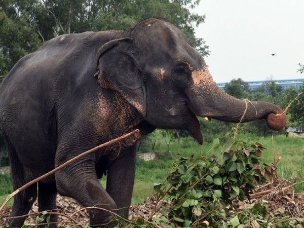 An elephant was mercilessly beaten up by two mahouts in Coimbatore Chennai