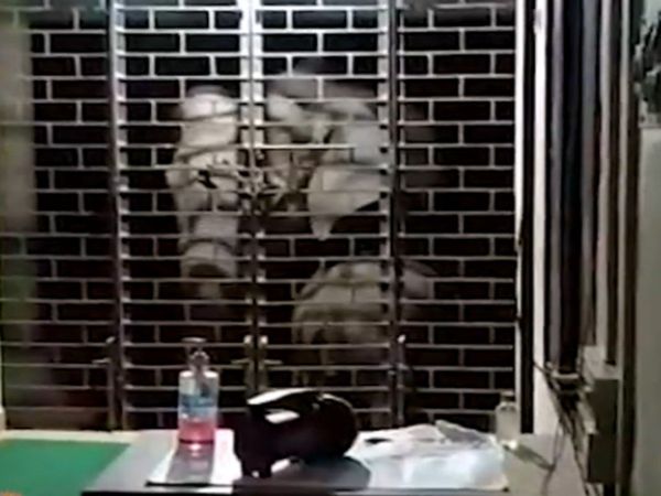 Elephant Video Elephant Attack on Police Station in Kerala Viral Video