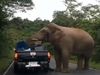 Elephant Robbed Food Items Funny Video Goes Viral