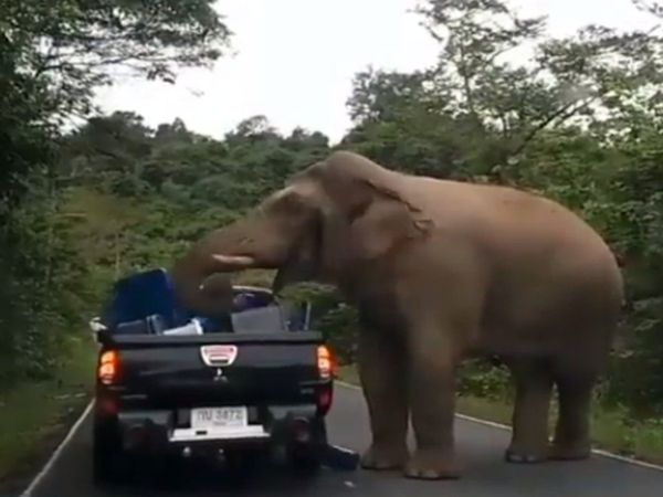 Elephant Robbed Food Items Funny Video Goes Viral