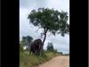 Elephant Funny Video Elephant Khujli Viral Video in Hindi