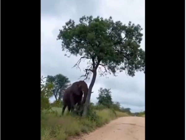 Elephant Funny Video Elephant Khujli Viral Video in Hindi