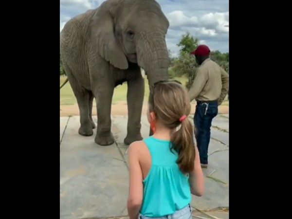 Elephant And little baby Cute Video Goes Viral on Social media