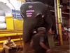 Elephant Video Elephant Attack on Man Then What Happened Watch Funny Video