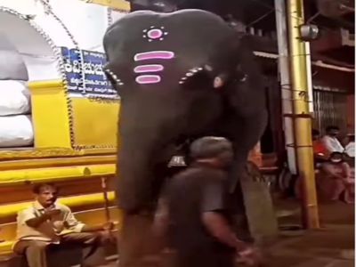 Elephant Video Elephant Attack on Man Then What Happened Watch Funny Video,  Viral Video: हाथी के सामने से गुजर रहा शख्स, फिर जो हुआ उसे देखकर नहीं रोक  पाएंगे हंसी