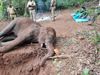 Elephant Death in Kerala