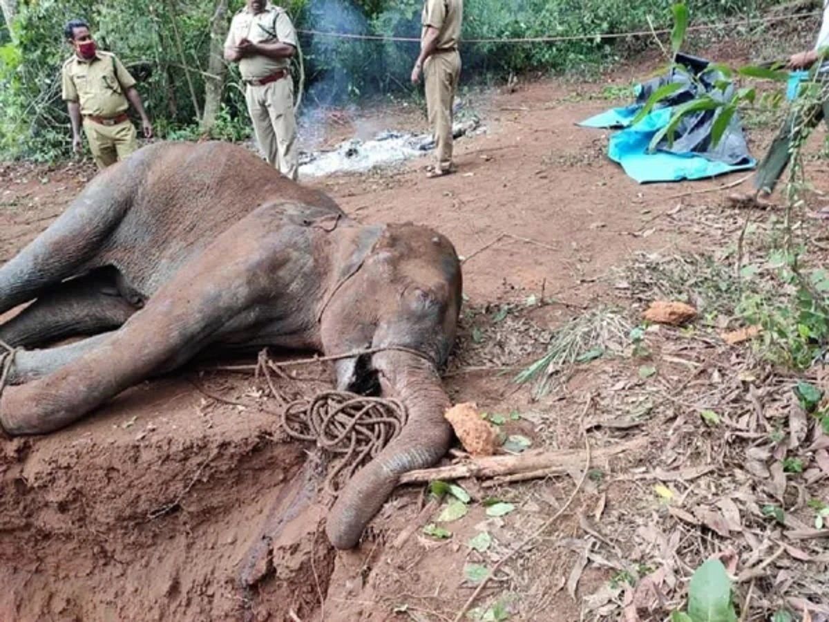 गर्भवती हथिनी की मौत के मामले में केरल वन विभाग की कार्रवाई, हुई पहली गिरफ्तारी