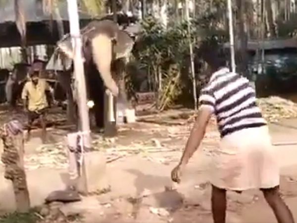 Elephant playing cricket video