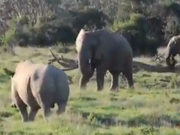 When the angry rhinoceros came in front of the elephant