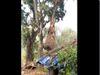 elephant pluck jackfruit from a tree Jugaad Video Goes Viral