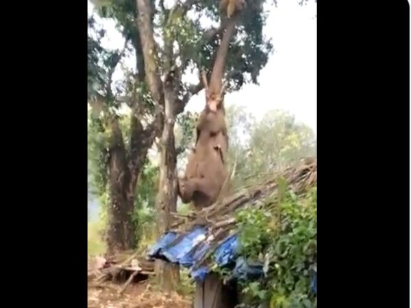 elephant pluck jackfruit from a tree Jugaad Video Goes Viral