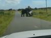 Elephant Video Elephant Attack on car Shocking Viral Video in Hindi