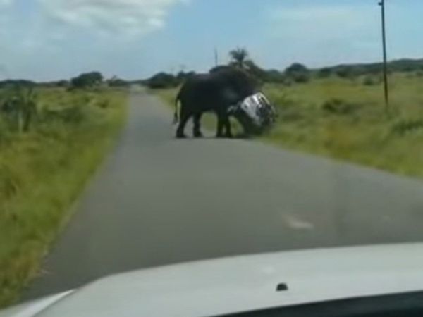 Elephant Video Elephant Attack on car Shocking Viral Video in Hindi