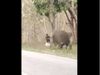 Shocking Video Elephant Attack on Man Then What Happened Watch Viral Video