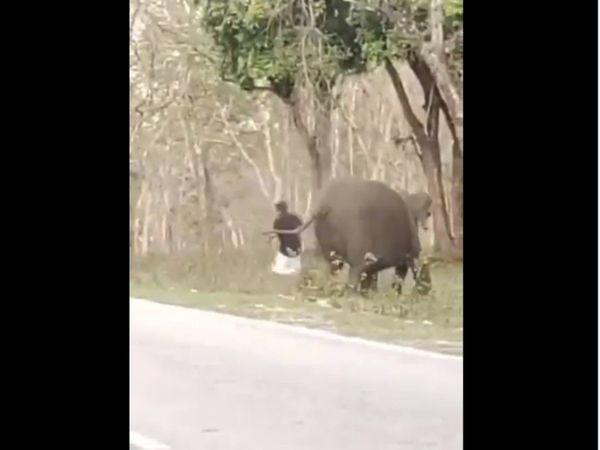Shocking Video Elephant Attack on Man Then What Happened Watch Viral Video
