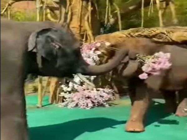Propose Video Elephant Propose Viral Video in Hindi
