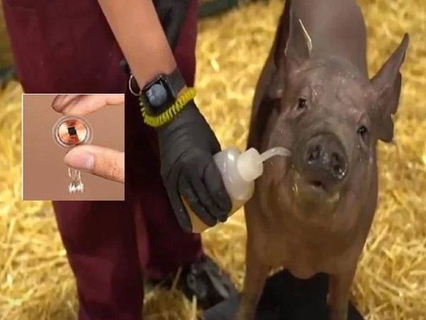 Elon Musk Neuralink Puts Computer Chips in Pigs Brains
