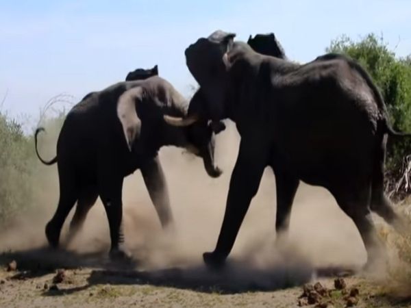 Animal Fight Video Elephant Shocking Video Goes Viral