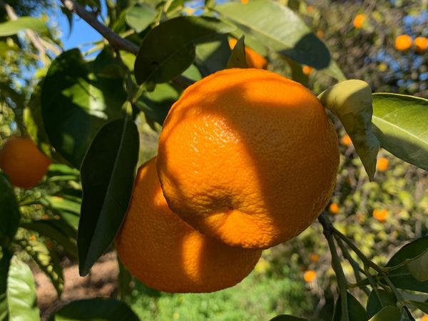 Benefits and disadvantages of orange :