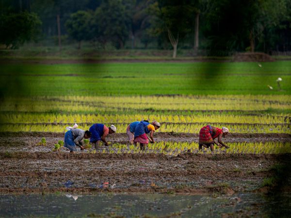 PM Kisan Yojana Sixth installment released, if do not reached rupees in your account, Get information like this