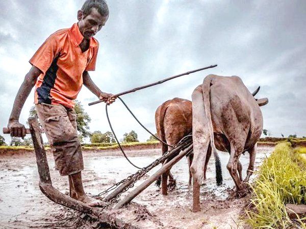 PM Kisan Samman Nidhi Scheme, PM Kisan, PM Kisan 10th Installment Status, pm kisan samman nidhi, PM Kisan Samman Nidhi Beneficiary List, government schemes, सरकारी योजना, पीएम किसान सम्मान निधि