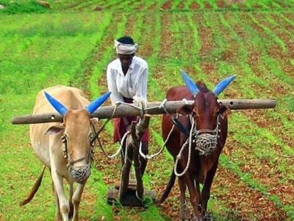Crop Insurance scheme: मोदी सरकार के इस फैसले से करोड़ों किसानों की भर जाएगी झोली