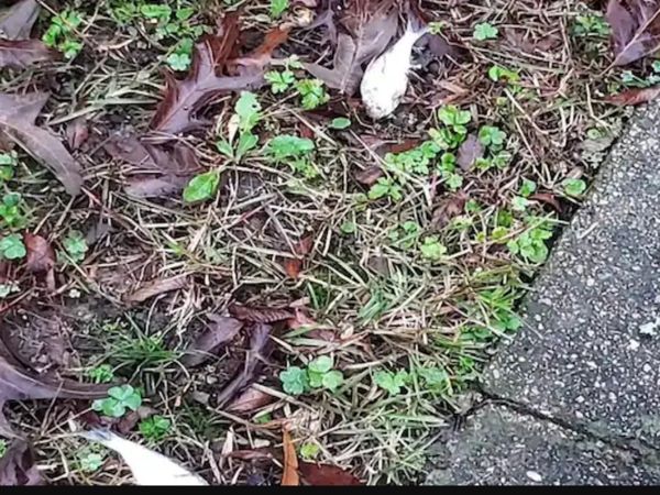 Weird News Fish Rain in texas Know About Truth