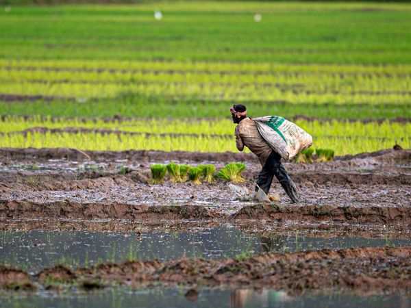 Agreement between NSC, JCI for supply of certified seeds to farmers