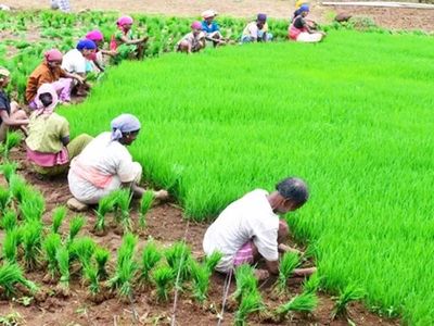 Modi government increases MSP of paddy (dhan) for 2020-21 Modi government increases MSP of paddy (dhan) for 2020-21