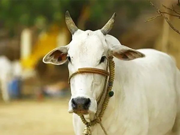 Fatehpur DM cow treatment