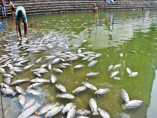 Mumbai Fish Dead
