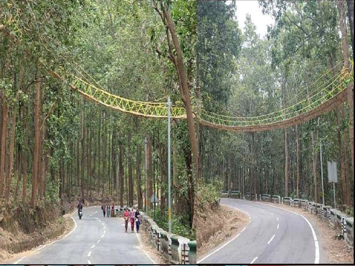 यहां इंसानों के लिए नहीं, बल्कि सांप और अजगर के लिए बनाया गया पहला 'फ्लाईओवर', जानिए खूबियां