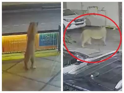 lion lion