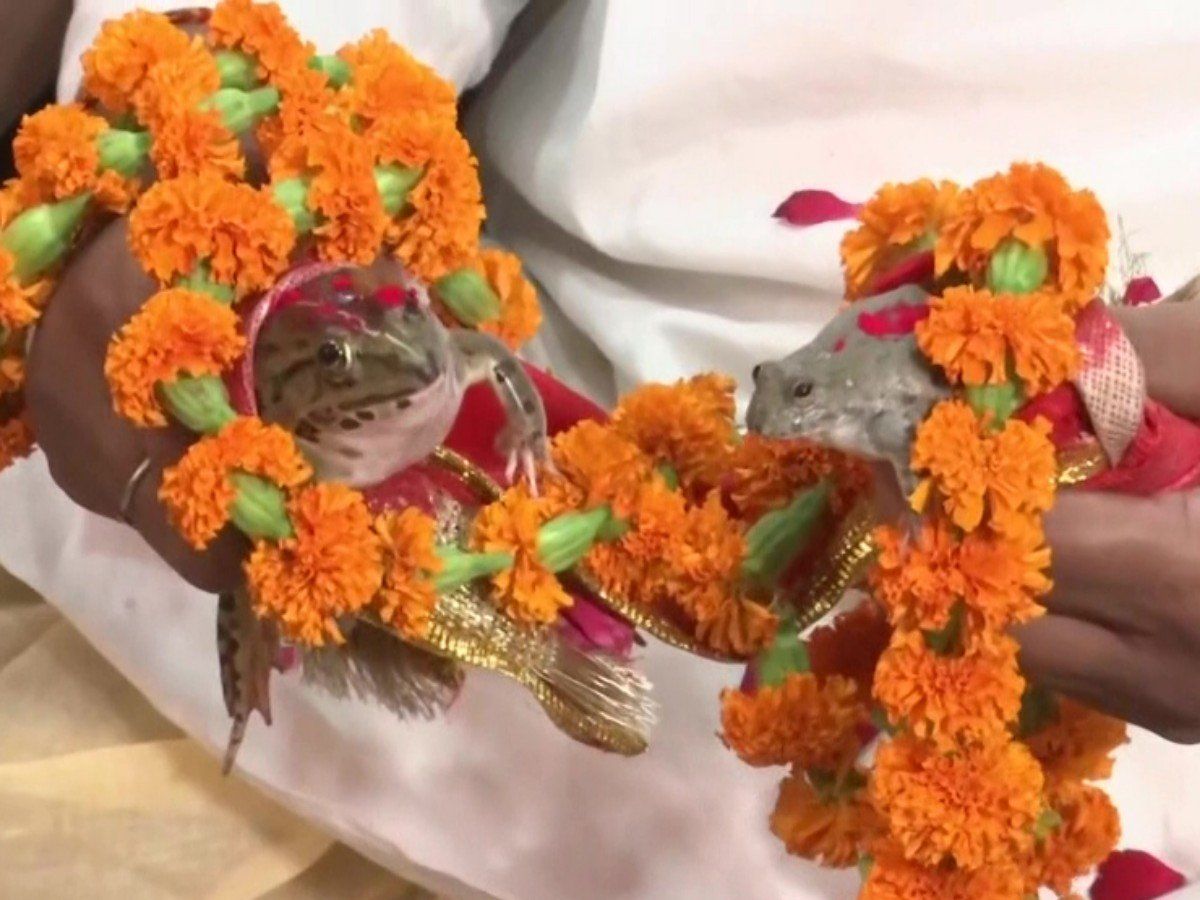 एक विवाह ऐसा भी...यहां रीति-रिवाज के साथ हुई मेंढकों की शादी, जानें क्या है पूरा मामला?