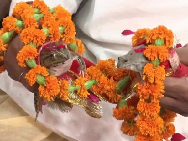 Weird Shadi frog marriage In Gorakhpur Know About Truth