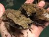 Frog Look Like Dry Leaf Shocking Video Goes Viral On Social Media