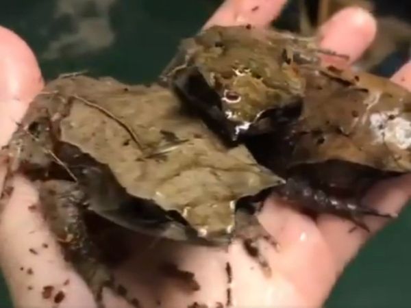 Frog Look Like Dry Leaf Shocking Video Goes Viral On Social Media